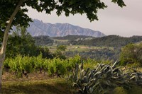 Vineyards and Cactus with Montserrat Mountain, Catalunya, Spain Fine Art Print