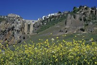 Wildflowers in El Tajo Gorge and Punte Nuevo, Ronda, Spain Fine Art Print