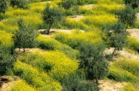 Olive Trees, Provence of Granada, Andalusia, Spain Fine Art Print