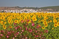 Spain, Andalusia, Bornos Sunflower Fields Fine Art Print