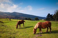 Horses By Jaizkibel Road, Hondarribia, Spain Fine Art Print