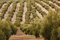 Olive Groves, Jaen, Spain Fine Art Print