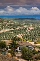 Olive Groves, Ubeda, Spain Fine Art Print