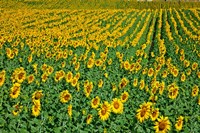 Spain, Andalusia, Cadiz Province Sunflower Fields Fine Art Print