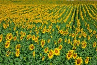 Spain Andalusia Cadiz Province Sunflower Fields