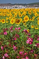 Spain, Andalusia, Cadiz Province, Bornos Sunflower Fields by Julie Eggers - various sizes - $45.99