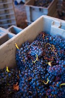 Bodega Marques de Riscal Winery, Elciego, Basque Country, Spain Fine Art Print