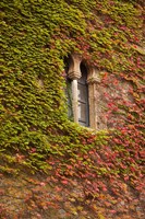 Ivy-Covered Wall, Ciudad Monumental, Caceres, Spain Fine Art Print