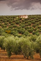 Olive Groves, Jaen, Spain Fine Art Print