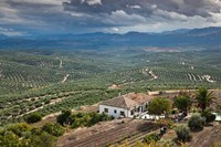 Olive Groves, Ubeda, Spain Fine Art Print