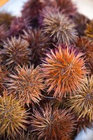 Sea Urchins For Sale, Cadiz, Spain Fine Art Print