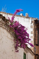 Spain, Andalusia, Banos de la Encina Bougainvillea Growing on a Roof by Julie Eggers - various sizes - $45.99