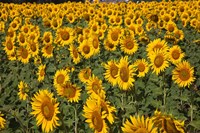Spain, Andalusia, Cadiz Province Sunflower Fields Fine Art Print