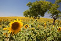 Spain, Andalusia, Cadiz Province Trees in field of Sunflowers Fine Art Print