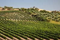 Spain, Andalusia, Cadiz Province Vineyard Field and Olive Grove Fine Art Print
