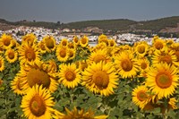 Spain, Andalusia, Cadiz Province, Bornos Sunflower Fields Framed Print