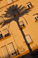 Spain, Cadiz, Campo del Sur, Palm Shadow Fine Art Print