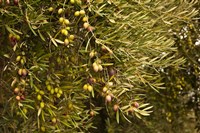 Spain, Jaen Province, Jaen-area, Olive Trees Fine Art Print