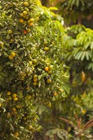 Spain, Malaga, trees in the Paseo del Parque Fine Art Print