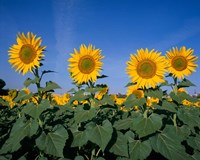 Sunflowers, Spain Fine Art Print