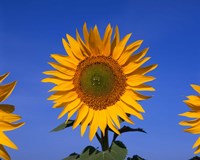 Sunflowers, Spain Fine Art Print