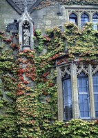 Halls of Ivy, Oxford University, England Fine Art Print