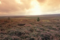 Heather, near Danby, North York Moors, England Fine Art Print