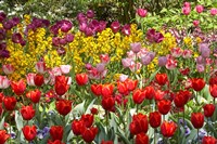 Tulips in St James's Park, London, England, United Kingdom Fine Art Print