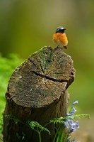 Redstart bird, Forest of Dean, Gloucestershire, UK Fine Art Print