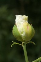 Californian tree poppy flower ready to bloom Fine Art Print