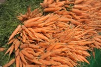 Carrots, England Fine Art Print