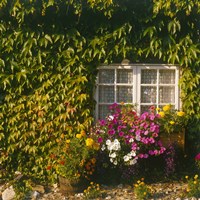 Cottage, Devon, England Fine Art Print