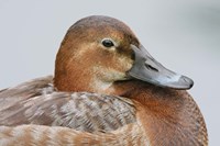 England, London, Pochard Duck Fine Art Print