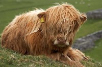 Highland cow, Farm animal, North Yorkshire, England Fine Art Print
