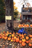 Pumpkins For Sale in New England Fine Art Print