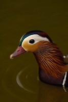 Mandarin Duck, England Fine Art Print