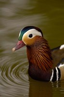 Mandarin Duck, Slimbridge Wildfowl and Wetlands Trust, England Fine Art Print