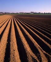 Ploughed Field, Surrey, England Fine Art Print