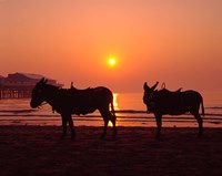 Donkeys at Central Pier, Blackpool, Lancashire, England Fine Art Print