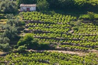 Greece, Aegean Islands, Samos, Vourliotes Vineyard Fine Art Print