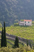 Hillside Vineyard, Manolates, Samos, Aegean Islands, Greece Fine Art Print