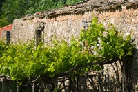 Vineyard Detail, Assos, Kefalonia, Ionian Islands, Greece Fine Art Print