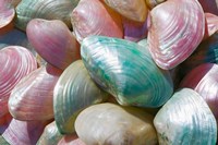 Greece, Dodecanese, Rhodes, Harbor, Seashells Fine Art Print