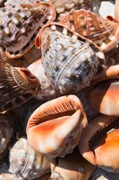 Greece, Dodecanese, Rhodes, Seashells Fine Art Print