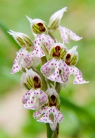 Orchid in bloom, Crete, Greece by Scott T. Smith - various sizes, FulcrumGallery.com brand