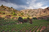 Vineyard, Crete, Greece Fine Art Print