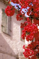 Red Flowers on Main Street, Kardamyli, Messina, Peloponnese, Greece Fine Art Print