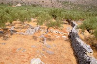 Olive Orchard and Stone Wall, Greece Fine Art Print