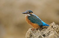 Common Kingfisher bird, Cliff, Cyprus Fine Art Print