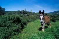 Domestic Donkey, Samos, Greece Fine Art Print